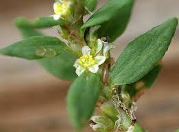 Attēlu rezultāti vaicājumam “Polygonum arenastrum flower”
