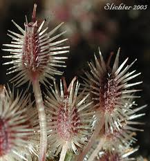 Attēlu rezultāti vaicājumam “Daucus sativus flower”