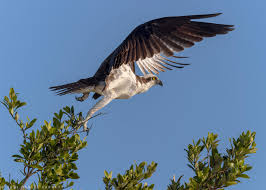 Attēlu rezultāti vaicājumam “Pandion haliaetus adult”