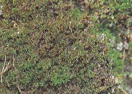 Attēlu rezultāti vaicājumam “Hymenostylium recurvirostrum”