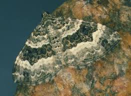 Attēlu rezultāti vaicājumam “Epirhoe tristata”