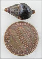 Image result for Cinctura hunteria