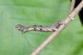 Attēlu rezultāti vaicājumam “Geometridae”