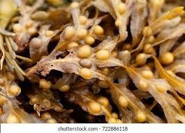 Attēlu rezultāti vaicājumam “Fucus vesiculosus”