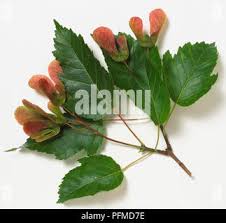 Attēlu rezultāti vaicājumam “Acer tataricum subsp. ginnala flower”