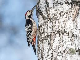 Attēlu rezultāti vaicājumam “Dendrocopos leucotos”