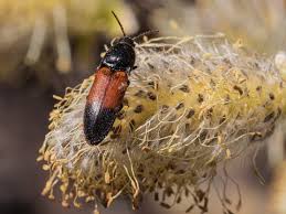 Attēlu rezultāti vaicājumam “Ampedus balteatus”