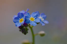 Attēlu rezultāti vaicājumam “Myosotis sylvatica flower”