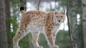 Attēlu rezultāti vaicājumam “Lynx lynx”
