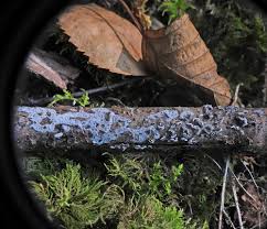 Attēlu rezultāti vaicājumam “Didymium serpula”