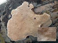 Attēlu rezultāti vaicājumam “Heterobasidion parviporum”