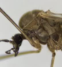 Attēlu rezultāti vaicājumam “Trichocera regelationis”