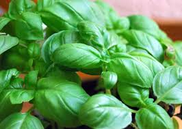 Image result for Ocimum basilicum