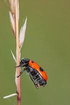 Attēlu rezultāti vaicājumam “Clytra quadripunctata”