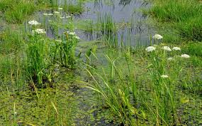 Attēlu rezultāti vaicājumam “Sium latifolium”
