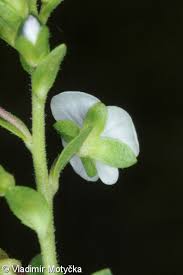 Attēlu rezultāti vaicājumam “Veronica serpyllifolia bud”