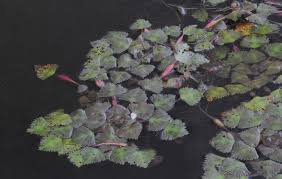 Attēlu rezultāti vaicājumam “Trapaceae”