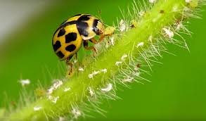Attēlu rezultāti vaicājumam “Coccinellidae”