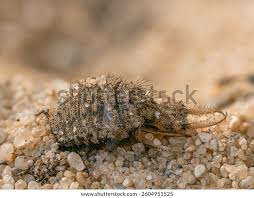 Attēlu rezultāti vaicājumam “Myrmeleontidae imago”