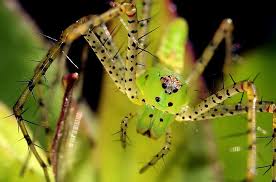 Attēlu rezultāti vaicājumam “Trichia longipalpis macro”