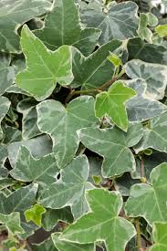 Attēlu rezultāti vaicājumam “Hedera helix  leaf”
