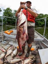 Image result for Hypophthalmichthys nobilis