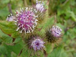 Attēlu rezultāti vaicājumam “Arctium lappa fruit”