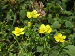 Attēlu rezultāti vaicājumam “Ranunculus bulbosus flower”