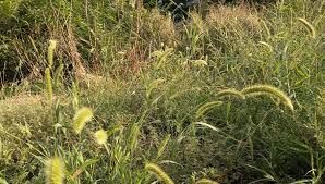 Attēlu rezultāti vaicājumam “Setaria viridis leaf”