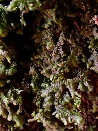 Attēlu rezultāti vaicājumam “Frullania tamarisci macro”