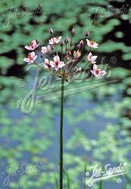 Attēlu rezultāti vaicājumam “Butomus umbellatus”