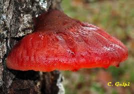 Attēlu rezultāti vaicājumam “Fistulina hepatica”