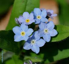 Attēlu rezultāti vaicājumam “Myosotis sylvatica leaf”