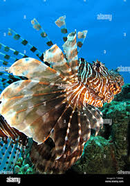 Image result for Pterois miles