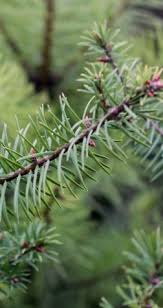 Attēlu rezultāti vaicājumam “Pseudotsuga menziesii fruit”