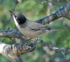 Image result for Sylvia sarda