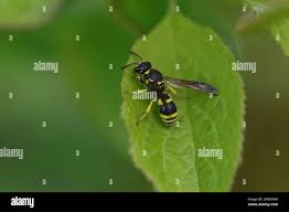 Attēlu rezultāti vaicājumam “Ancistrocerus sp.”