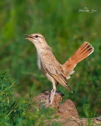 Image result for Cercotrichas galactotes