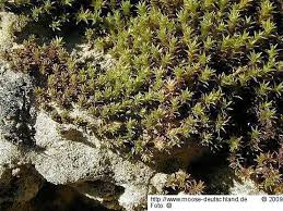 Attēlu rezultāti vaicājumam “Didymodon fallax var. brevifolius”