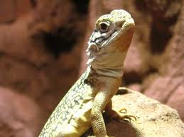 Image result for Central Weald Dragons