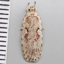 Attēlu rezultāti vaicājumam “Agonopterix ocellana”