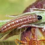 Attēlu rezultāti vaicājumam “Platyptilia gonodactyla”