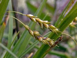 Attēlu rezultāti vaicājumam “Carex capillaris”
