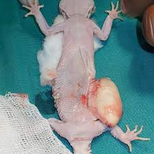 Image result for gravidity leopard gecko