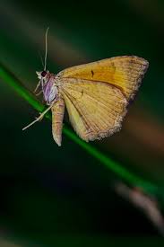 Attēlu rezultāti vaicājumam “Camptogramma bilineata”