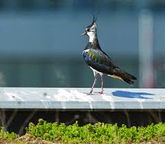 Attēlu rezultāti vaicājumam “Vanellus vanellus adult”