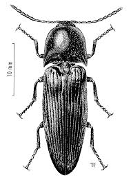 Attēlu rezultāti vaicājumam “Elateridae”