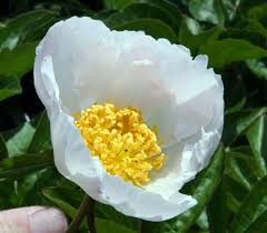 Attēlu rezultāti vaicājumam “Paeonia lactiflora flower”