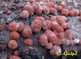 Attēlu rezultāti vaicājumam “Hypoxylon fuscum”