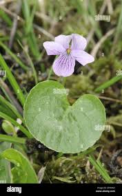 Attēlu rezultāti vaicājumam “Viola palustris”
